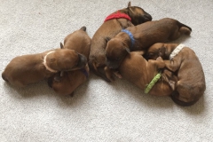 WhatsApp-Image-2019-03-26-at-15.18.41-2