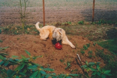 Felix-1
