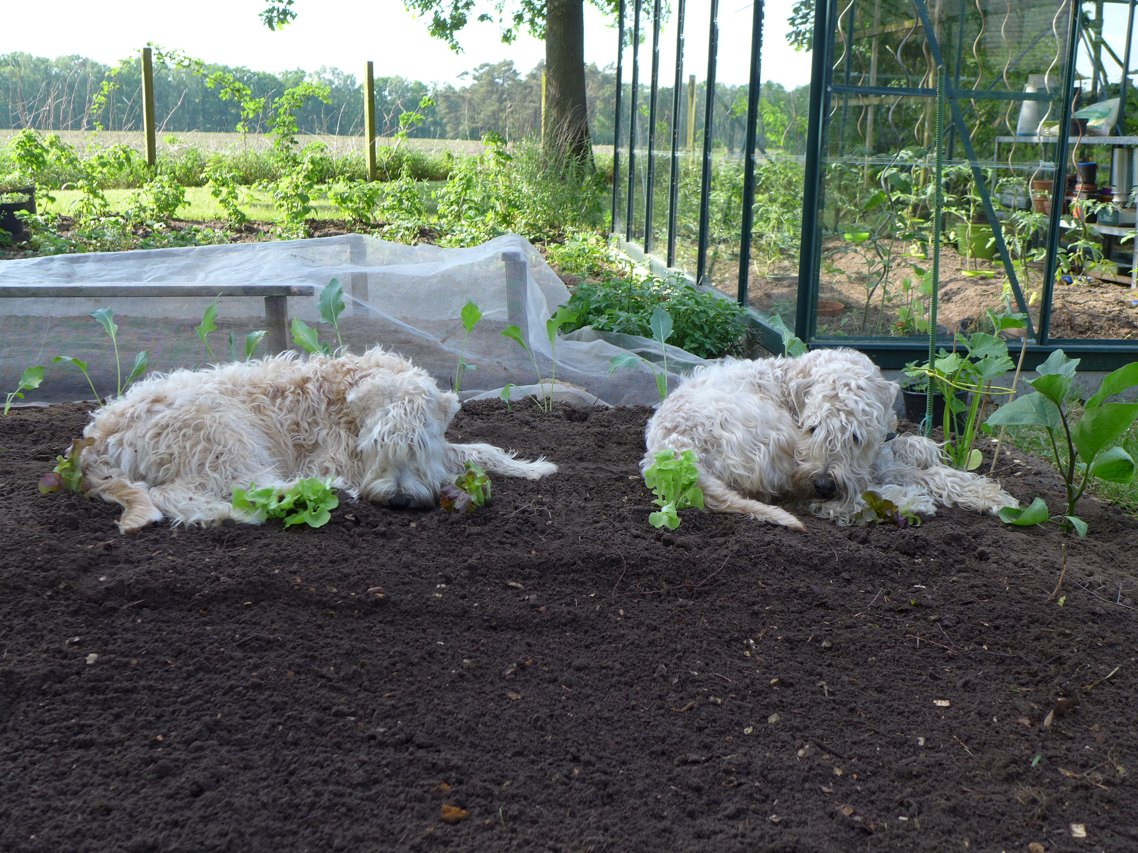 Lotte und Bella bei der Gartenarbeit