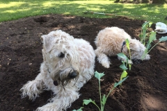 Lotte und Bella bei der Gartenarbeit