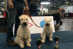 German Winner Show  Leipzig