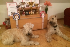 Österreichische Bundessieger