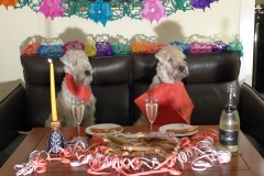 Der erste Geburtstag unseres A-Wurfs