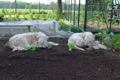 Lotte und Bella bei der Gartenarbeit