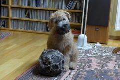 Lotte // als Welpe